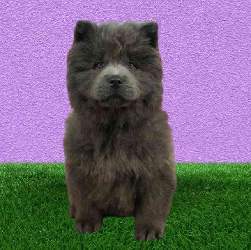 Male Chow Chow Puppy for Sale in Puyallup, WA