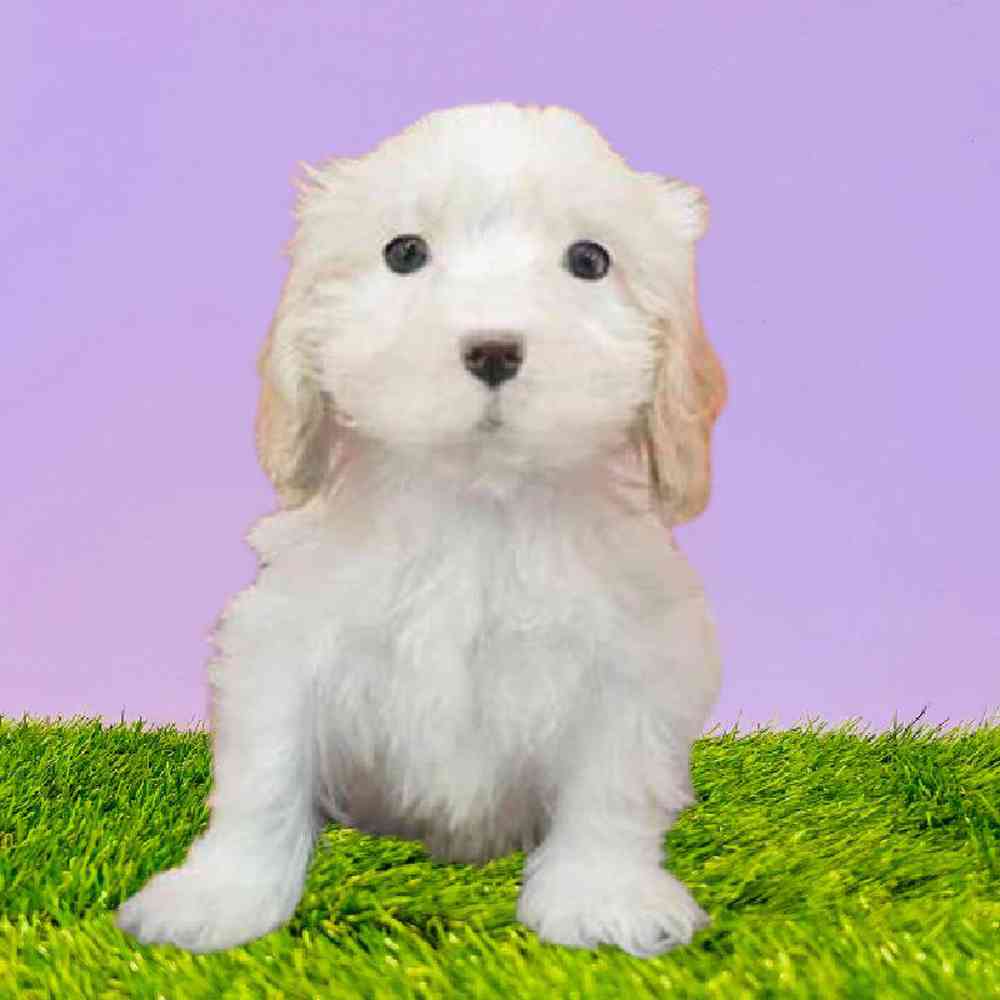 Male Cavachon Puppy for Sale in Puyallup, WA