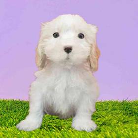 Cavachon
