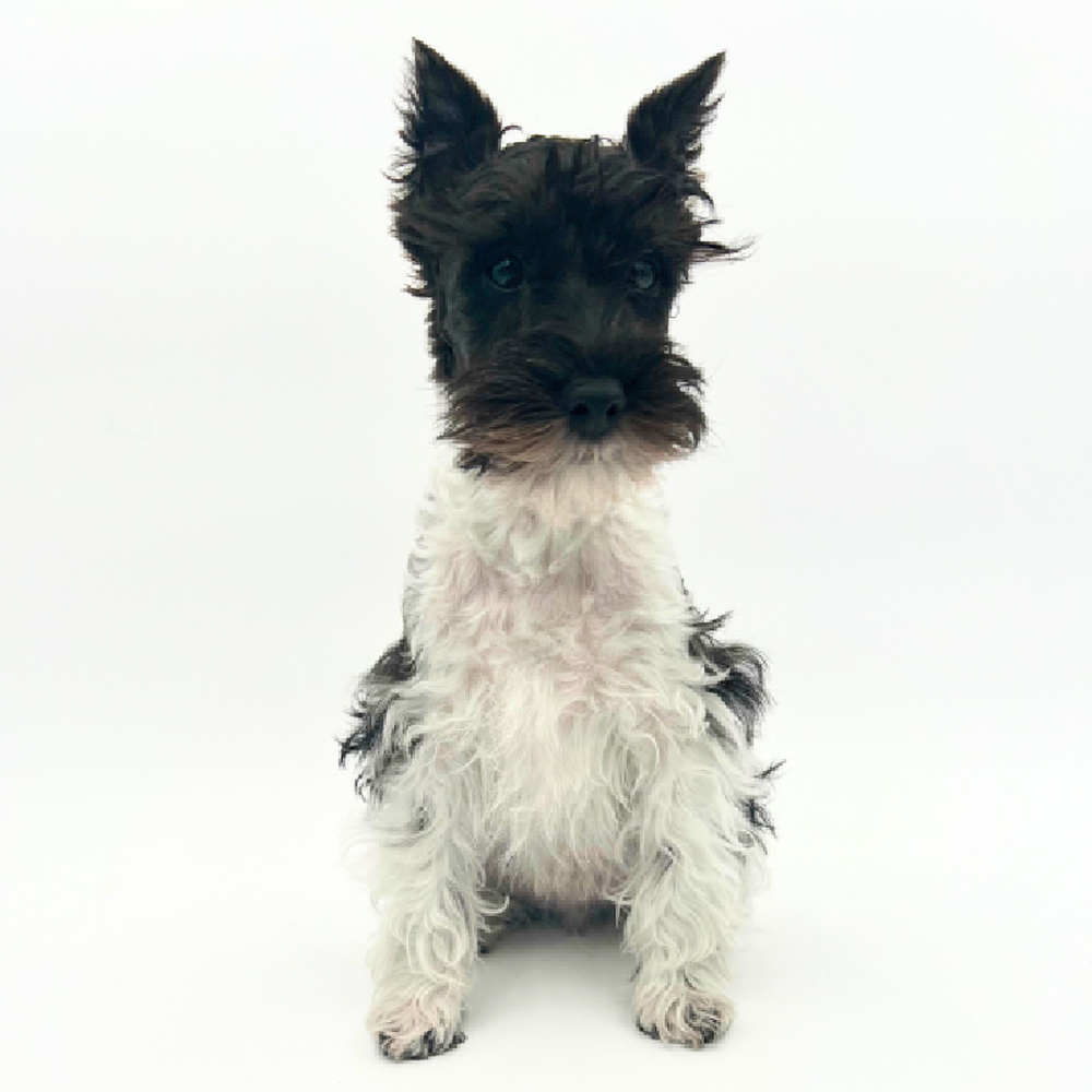 carousel pet images