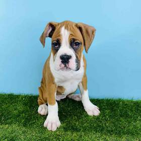 Boxer