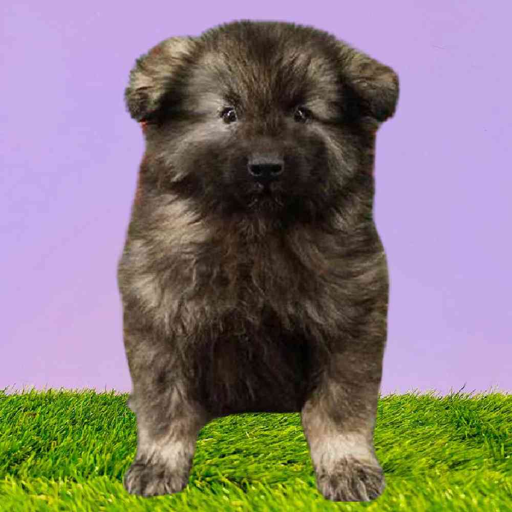 Male Keeshond Puppy for Sale in Puyallup, WA