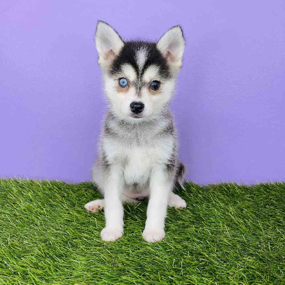 Female Alaskan Klee Kai Puppy for sale