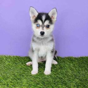 Alaskan Klee Kai