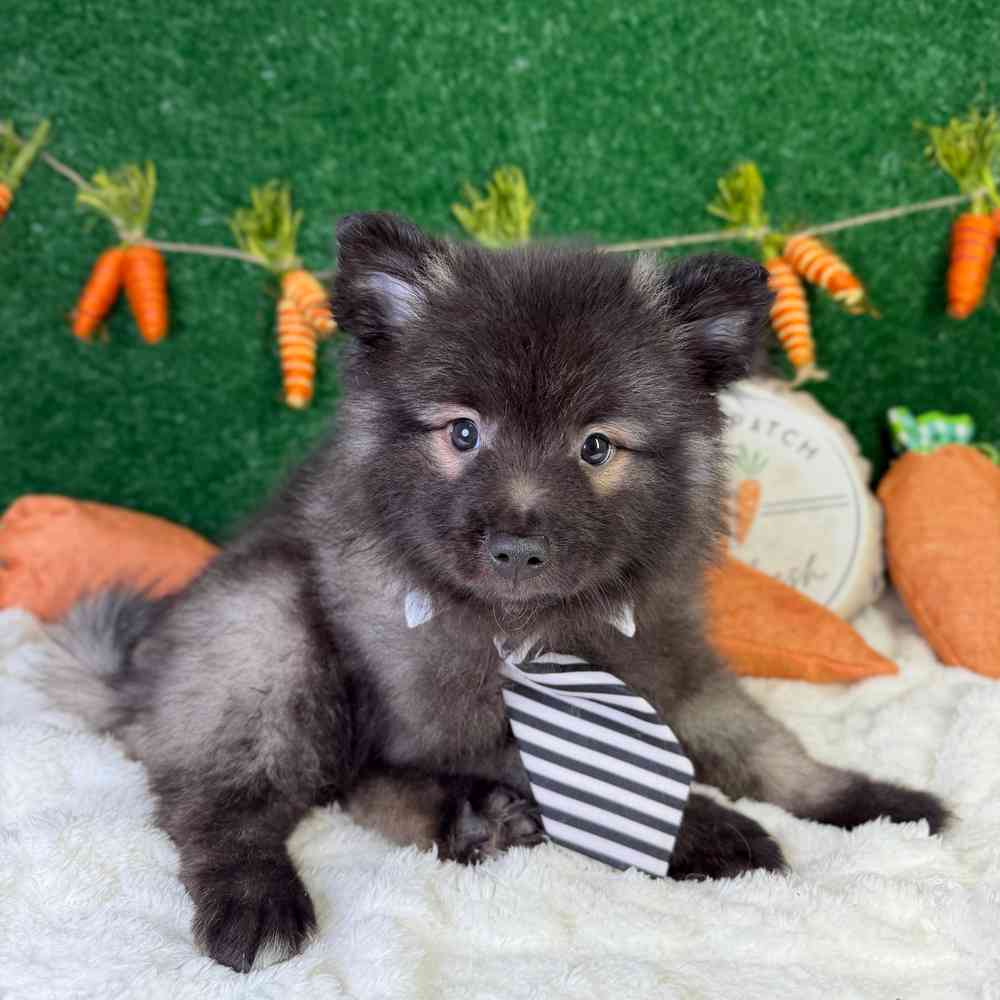 carousel pet images