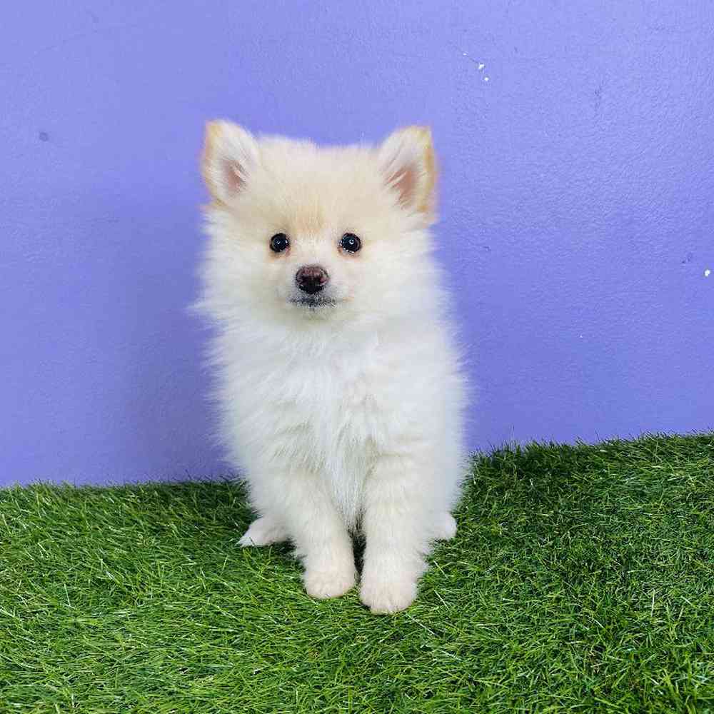 Male Pomeranian Puppy for sale