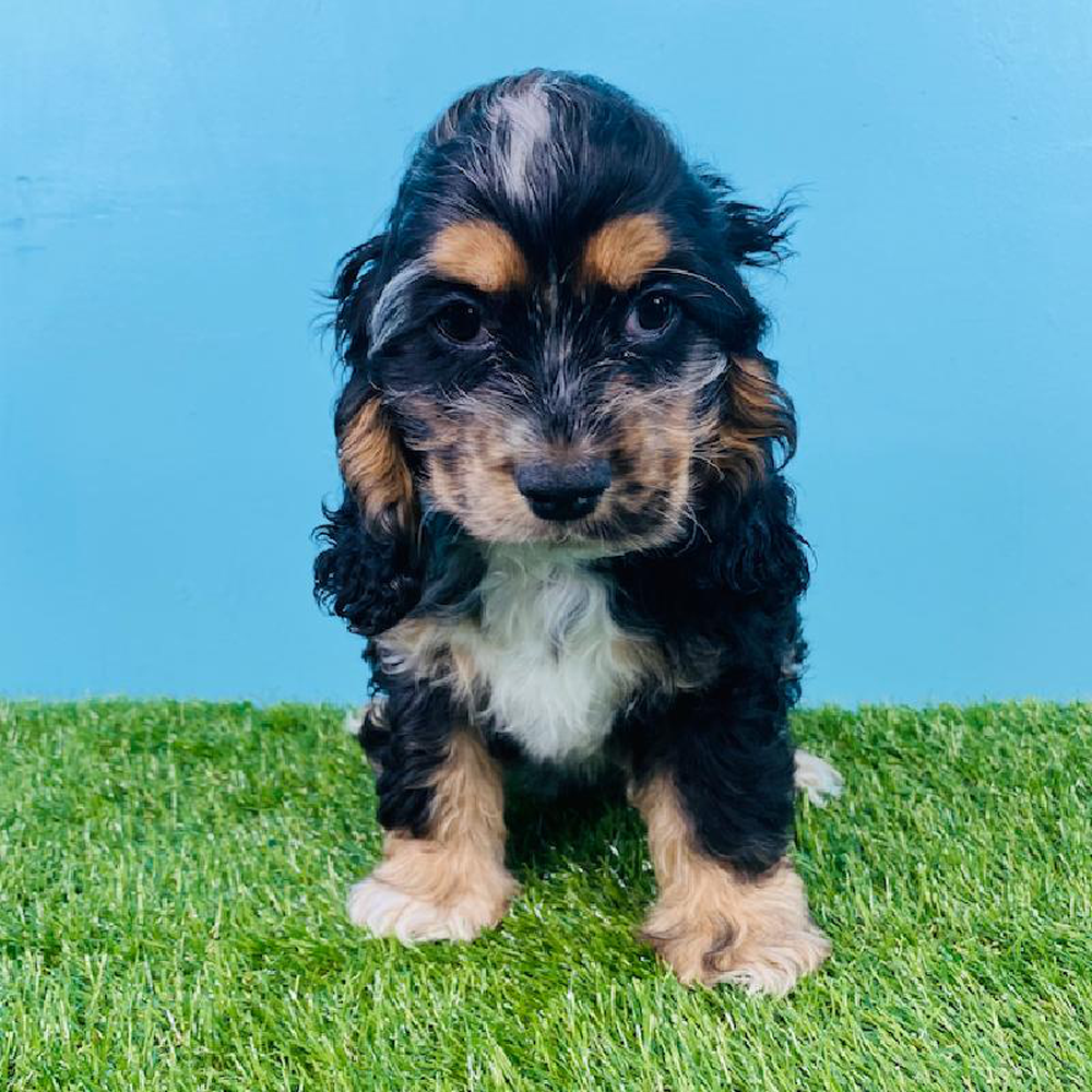 Male Cocker Spaniel Puppy for sale