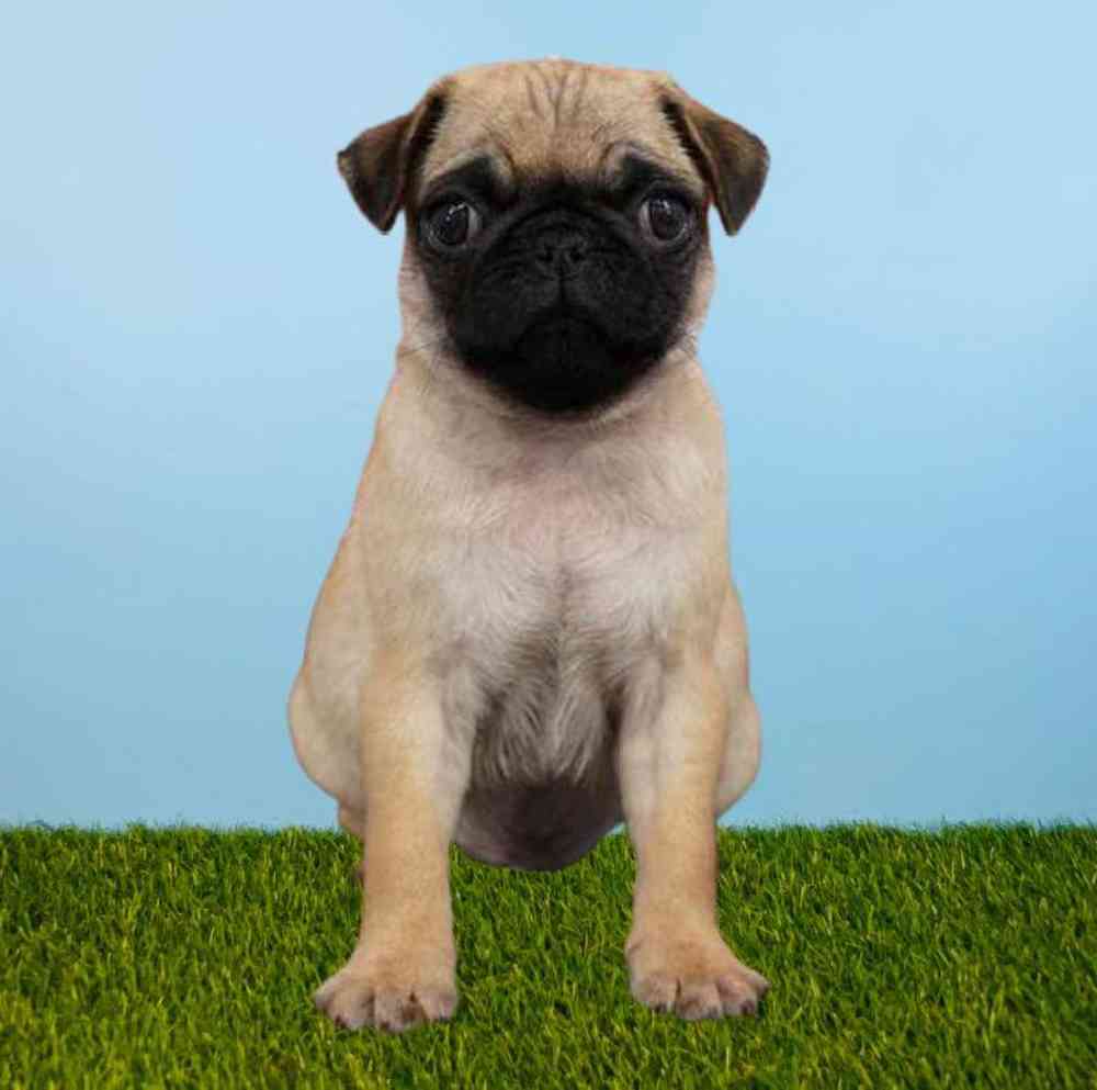 Male Pug Puppy for Sale in Meridian, ID