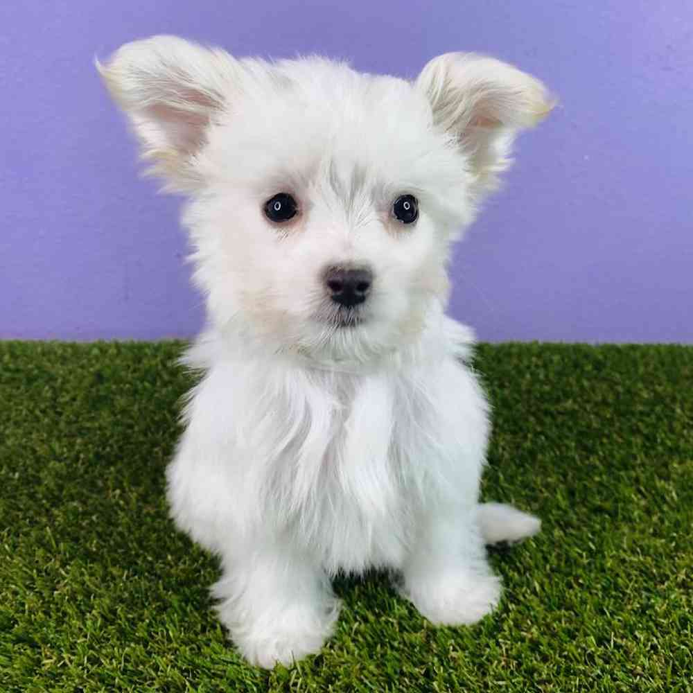 Maltese Dog Maltese Cross Chihuahua For Sale Affordable Mix