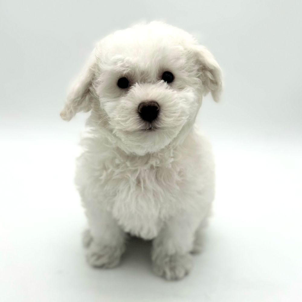 Male Bichon Puppy for Sale in Puyallup, WA