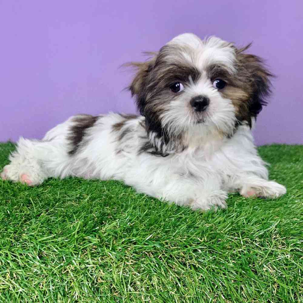 carousel pet images
