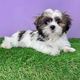 Shih Tzu