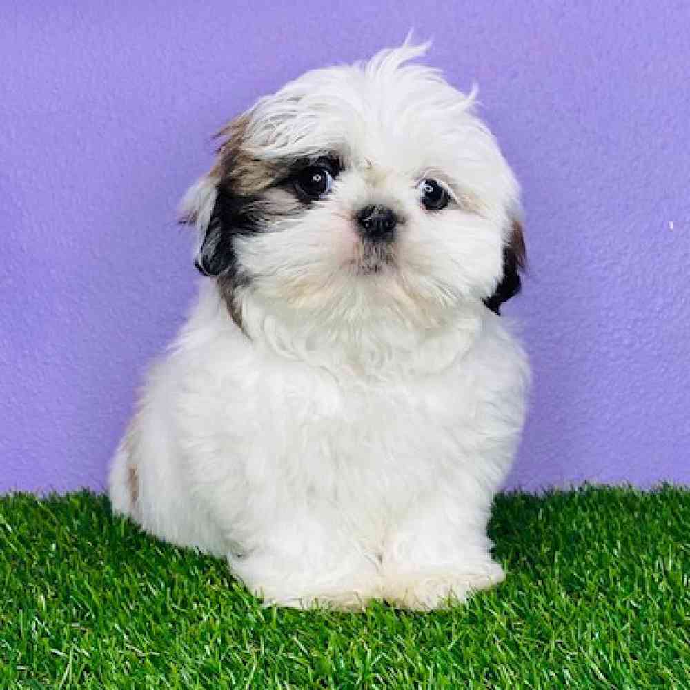 carousel pet images