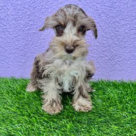 Mini Schnauzer