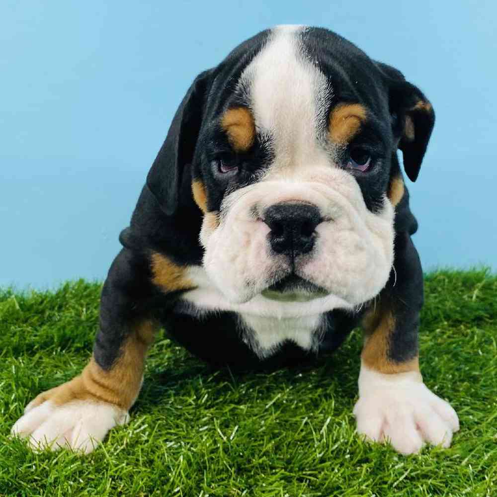 carousel pet images
