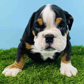 English Bulldog