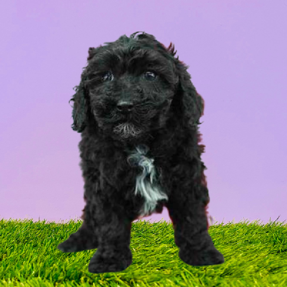 Female Poodle Puppy for Sale in Puyallup, WA
