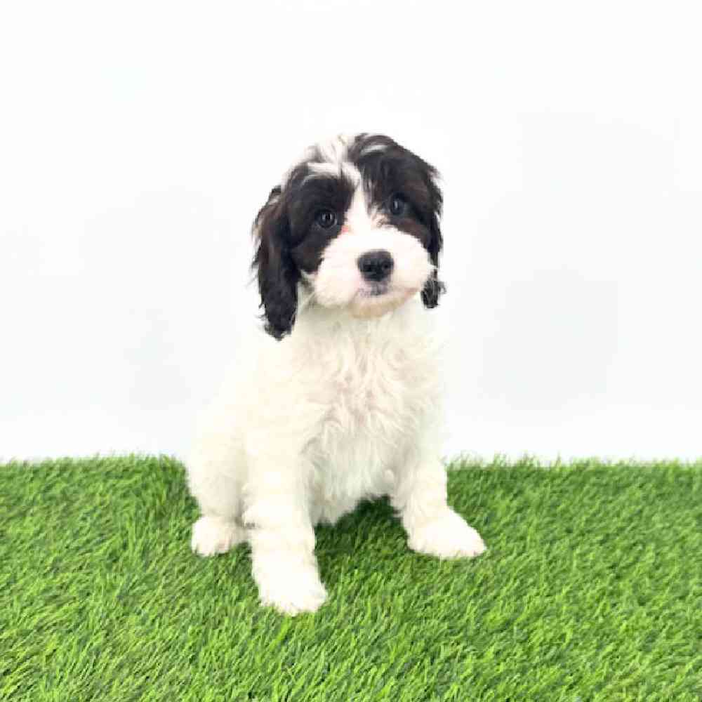 carousel pet images
