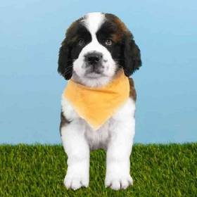 Saint Bernard