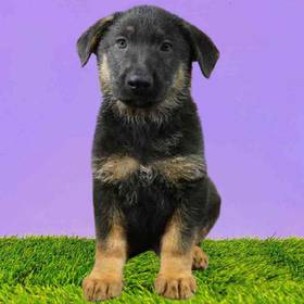 German Shepherd