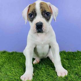 American Bulldog