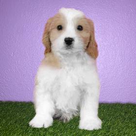 Cavachon