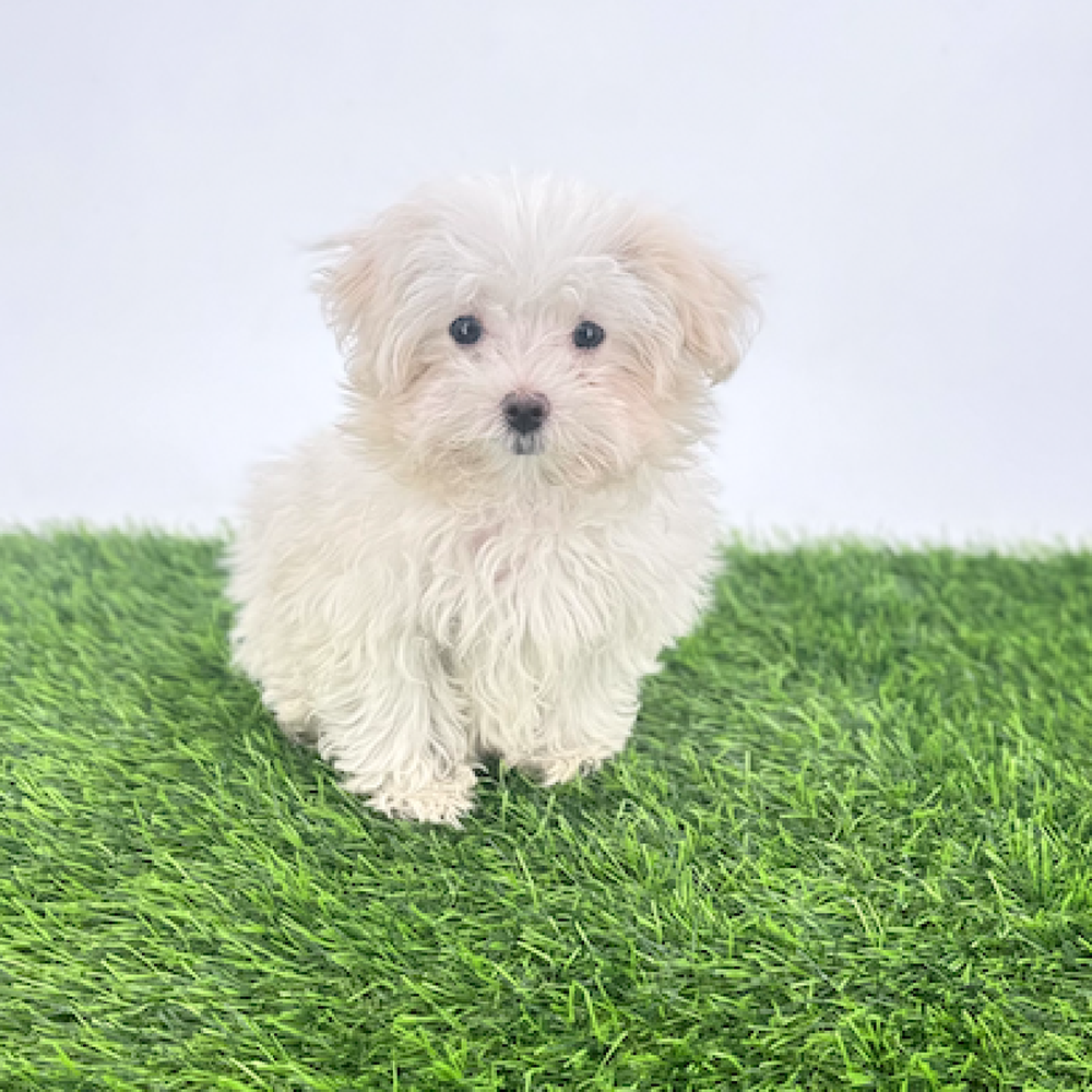 pet breed image