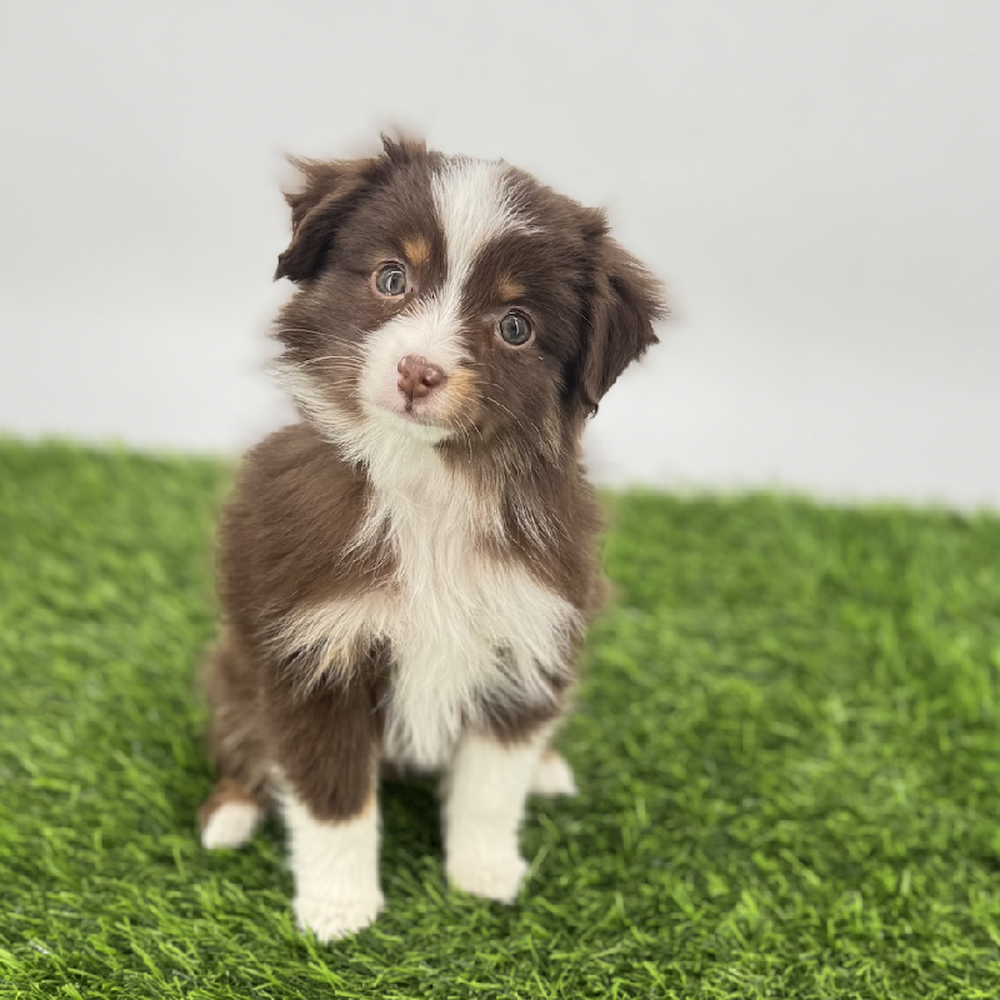 pet breed image