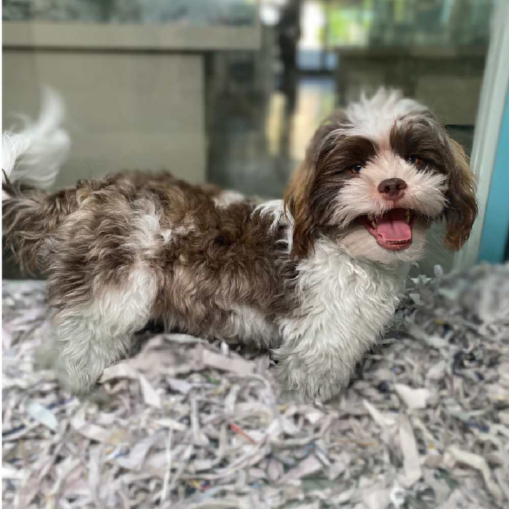 carousel pet images