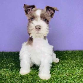 Mini Schnauzer