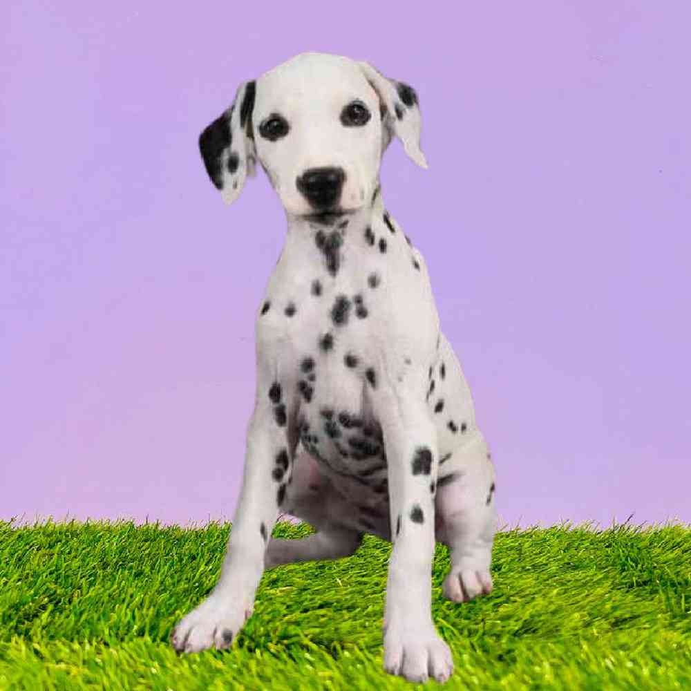 Dalmatian