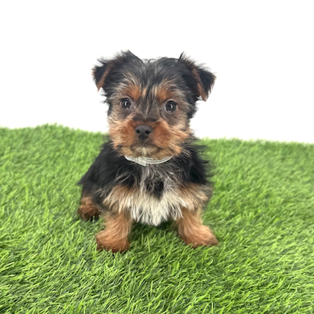 pet breed image