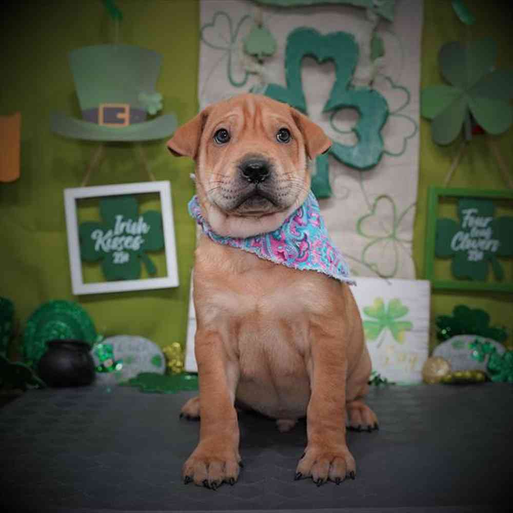 carousel pet images