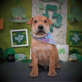 Shar Pei/Puggle