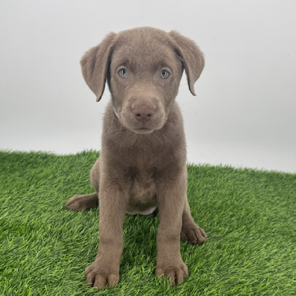 pet breed image