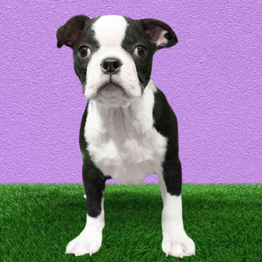 Female Boston Terrier Puppy for Sale in Puyallup, WA