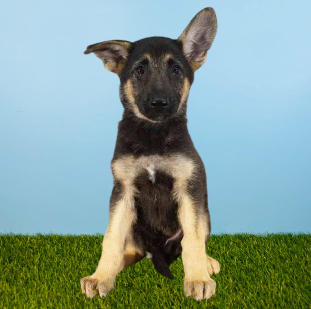 Male German Shepherd Puppy for sale