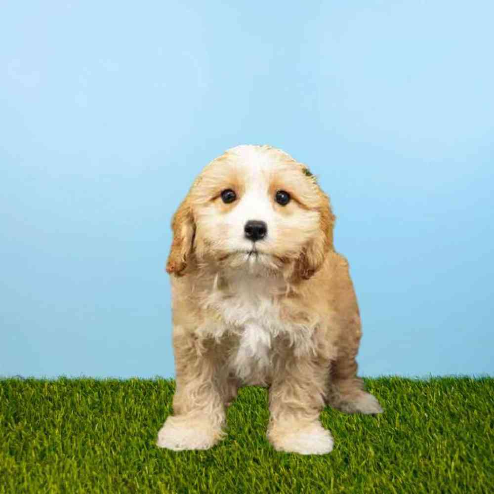 carousel pet images