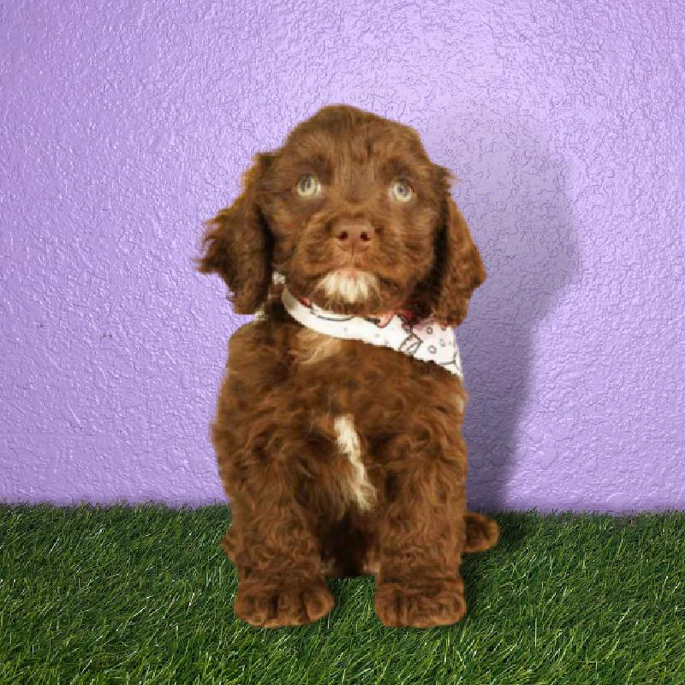 Male Cockapoo Puppy for sale