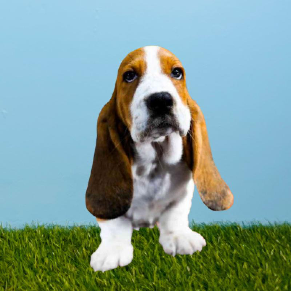 Male Basset Hound Puppy for sale