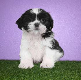 Shih Tzu