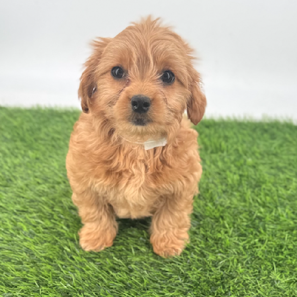 pet breed image
