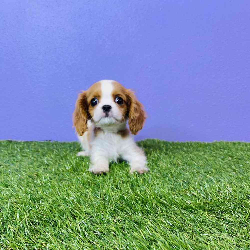 Female Cavalier King Charles Spaniel Puppy for sale