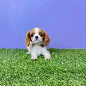 Cavalier King Charles Spaniel