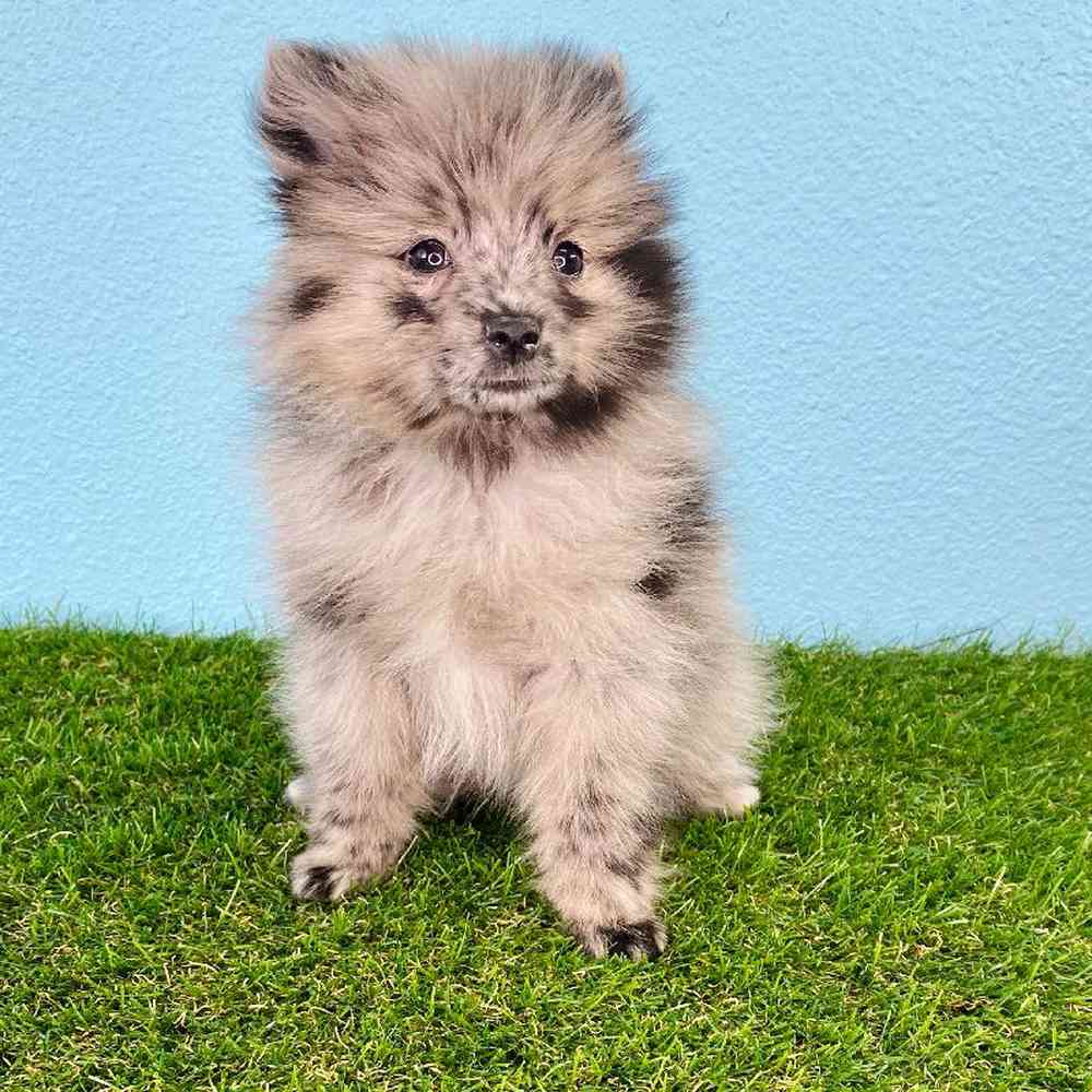 carousel pet images