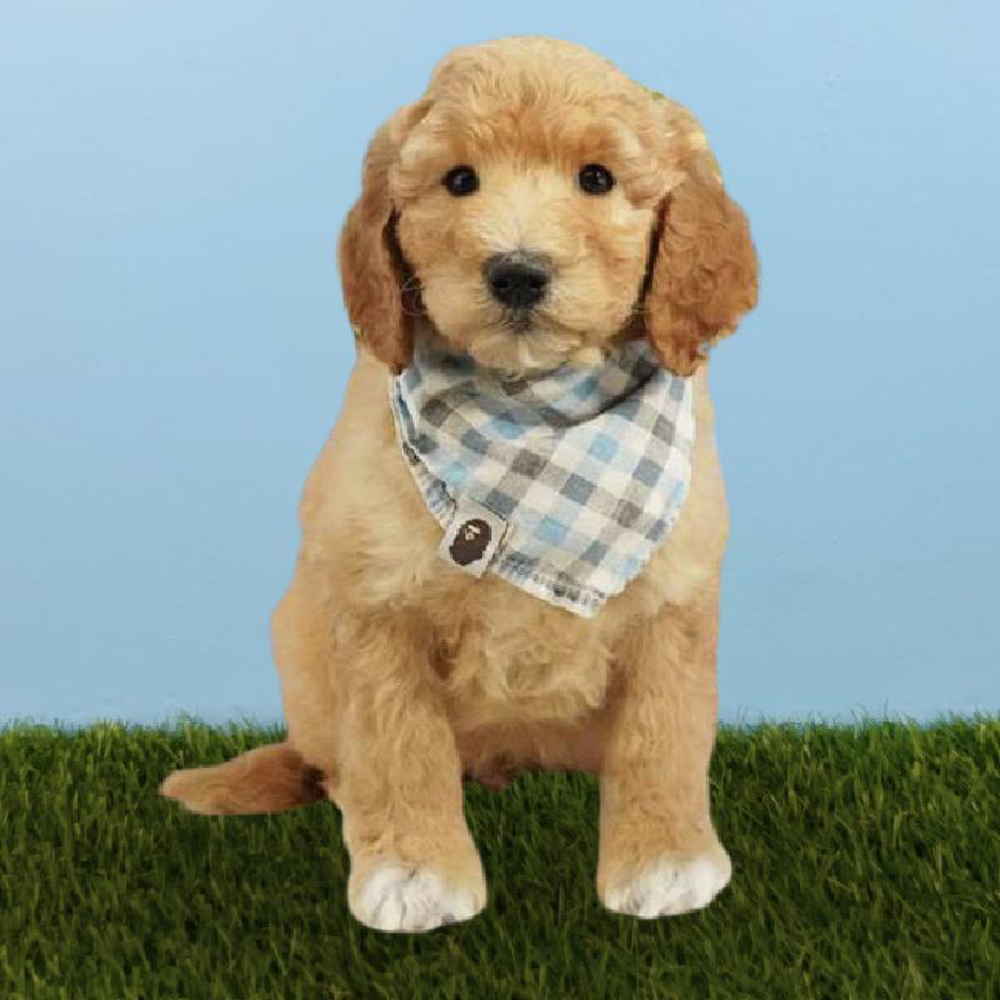 Male 2nd Gen Standard Goldendoodle Puppy for sale