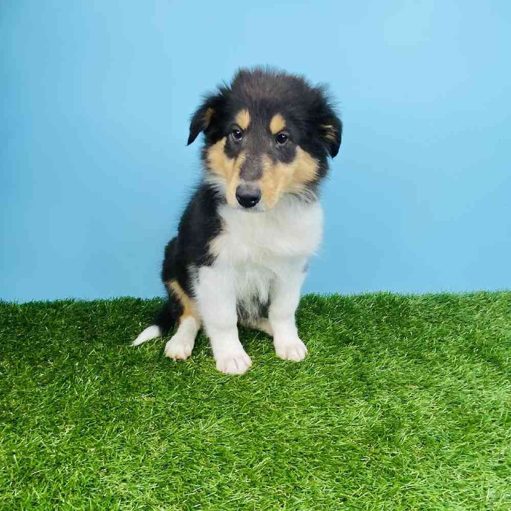 Female Collie Puppy for sale