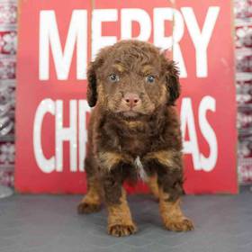 Cockapoo