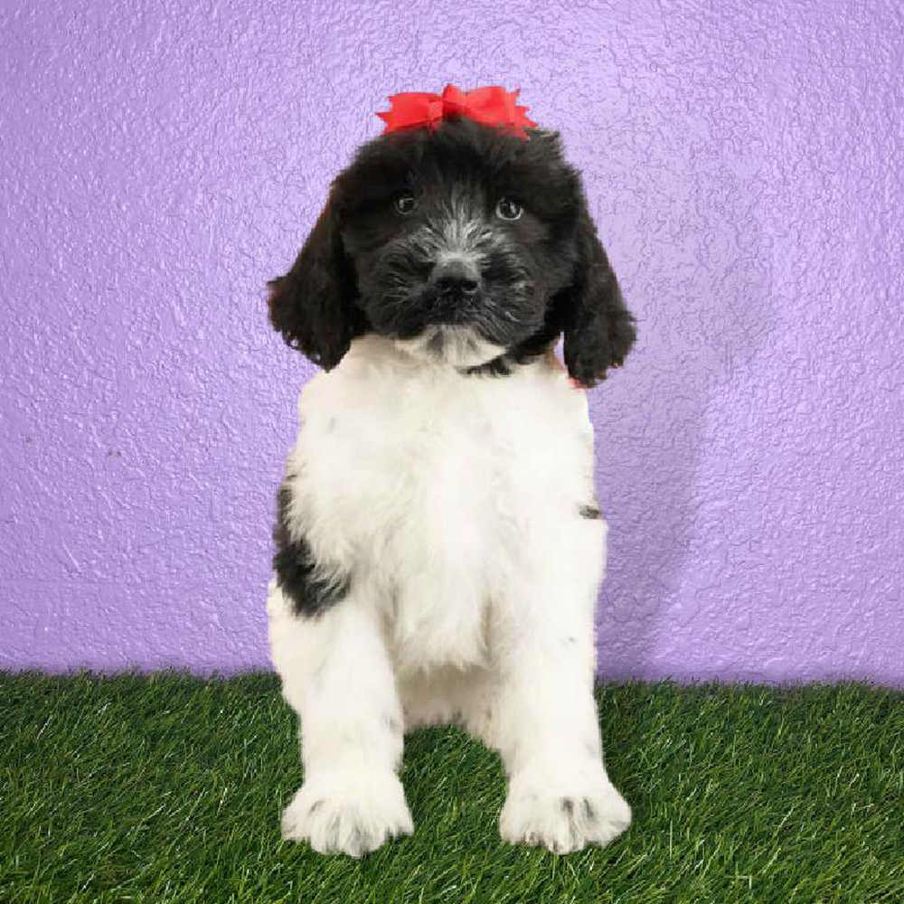 Female Newfoundland-Poodle Puppy for sale