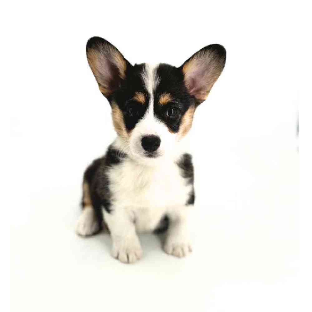 carousel pet images